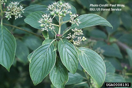 Pagoda Dogwood