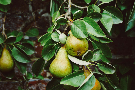 Common Pear