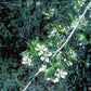 Pin Cherry
