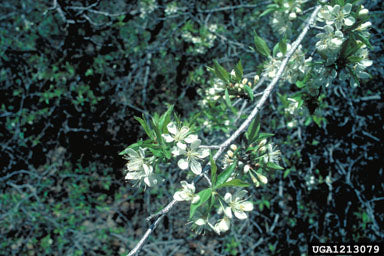Pin Cherry