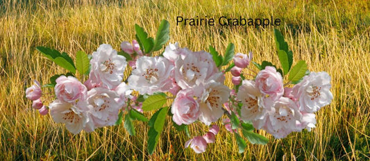 Prairie Crabapple