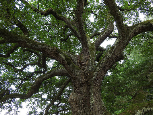 Red Oak