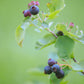 Allegheny Serviceberry
