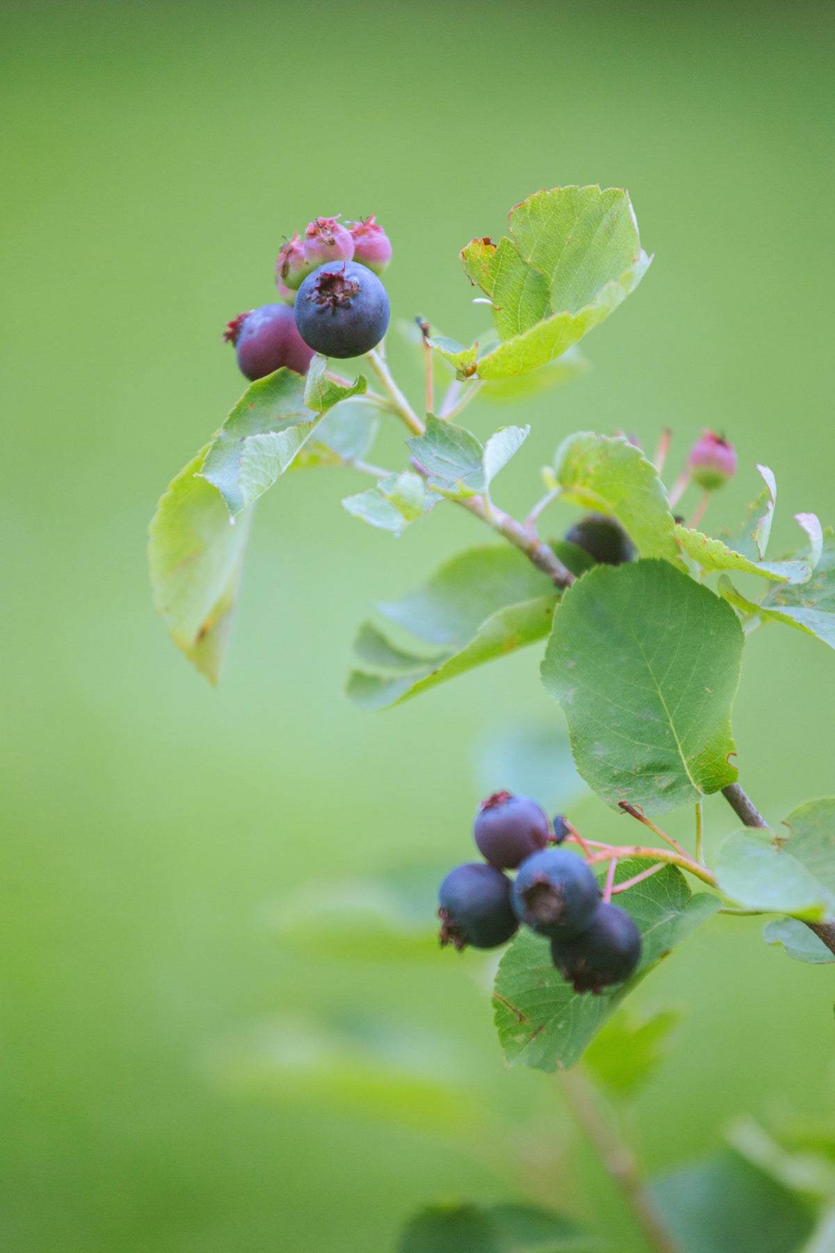 Allegheny Serviceberry