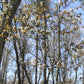 Allegheny Serviceberry