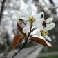 Allegheny Serviceberry