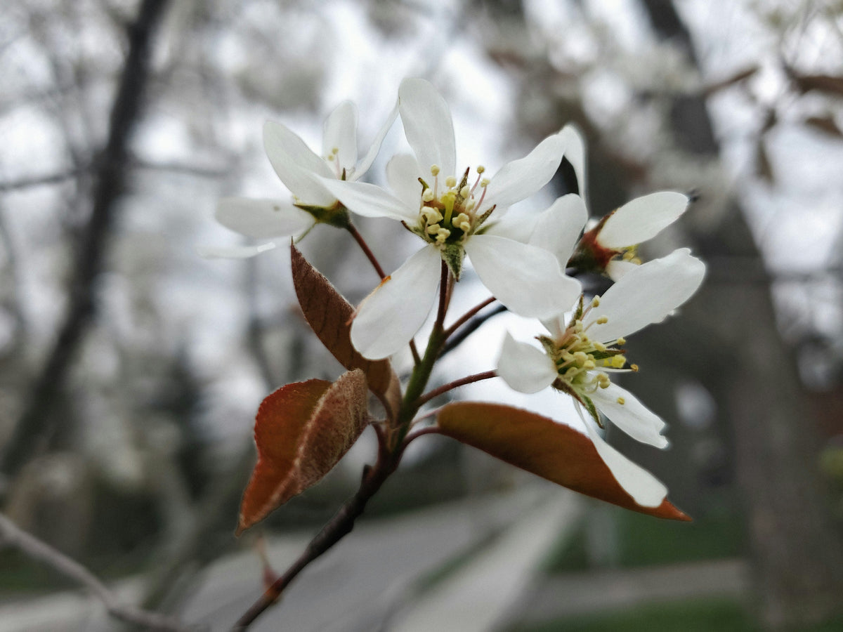 Allegheny Serviceberry