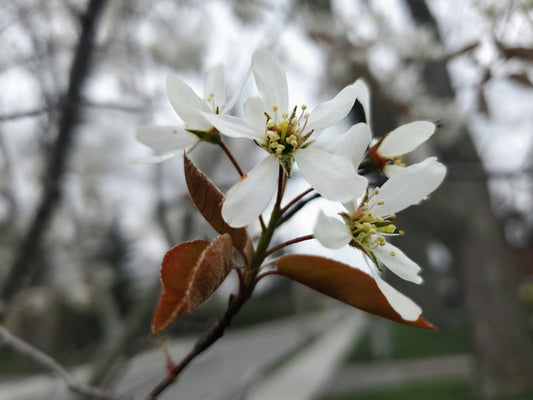 Allegheny Serviceberry