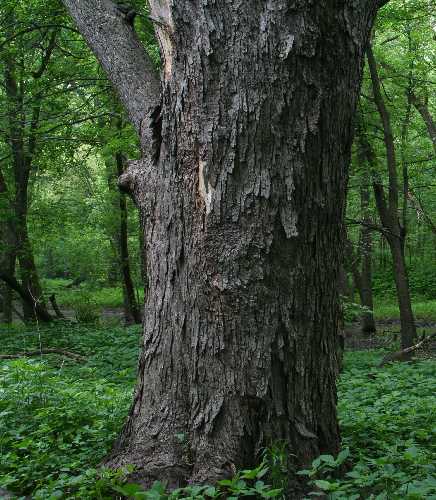 Silver Maple