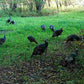 3C Turkey (8.5# Bag)