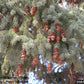 White Spruce