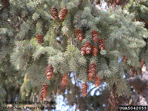 White Spruce