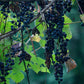 Wild Grape