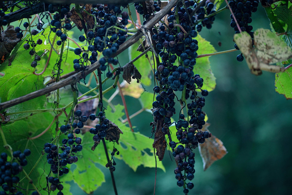 Wild Grape