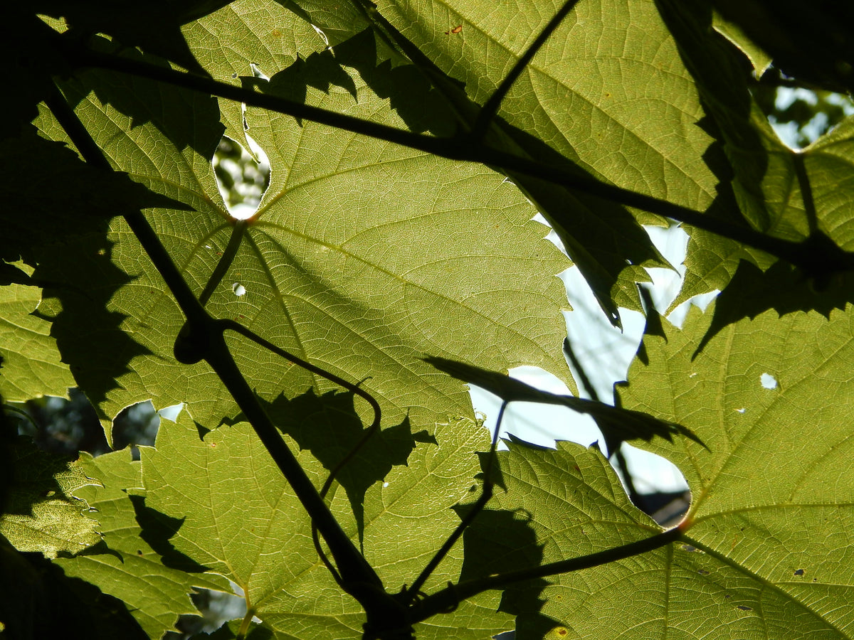 Wild Grape