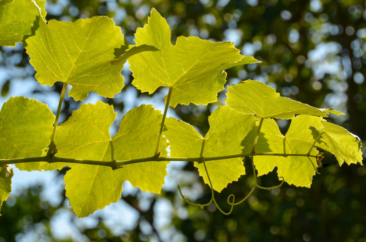 Wild Grape