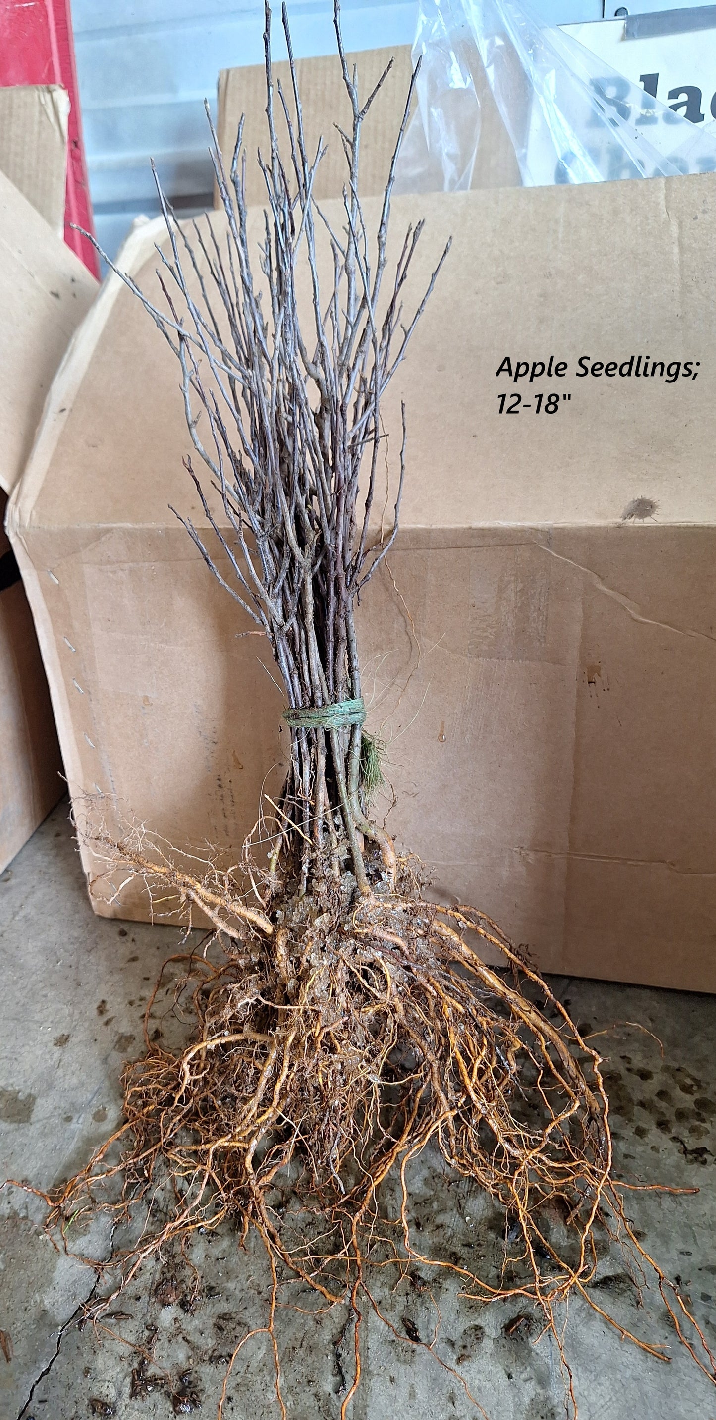 Domestic Apple