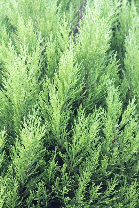 White Cedar (Arborvitae)