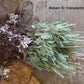 Balsam Fir
