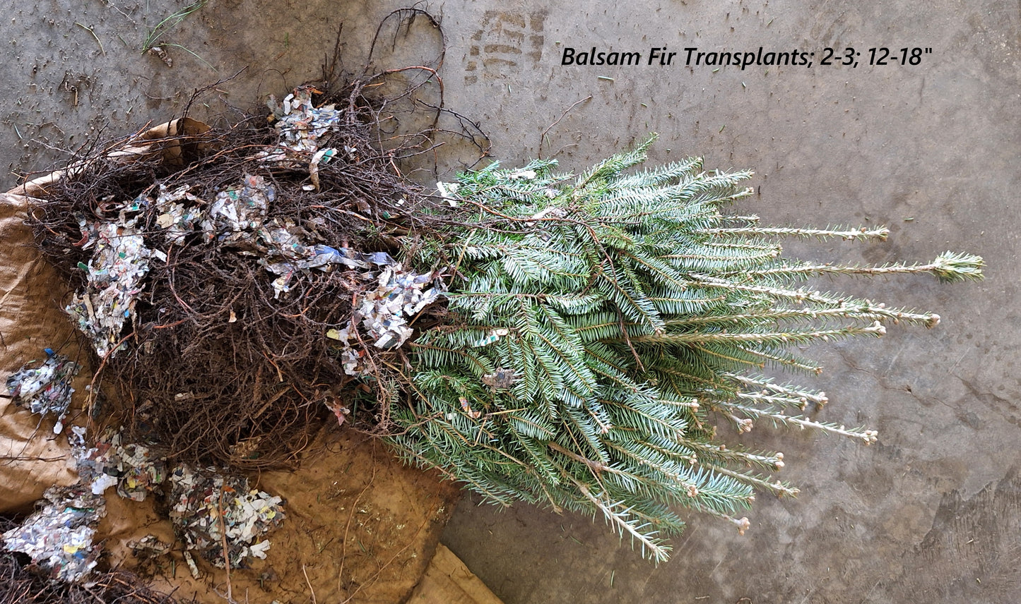 Balsam Fir