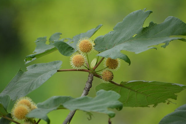 Button Bush