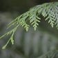 White Cedar (Arborvitae)