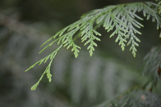 White Cedar (Arborvitae)