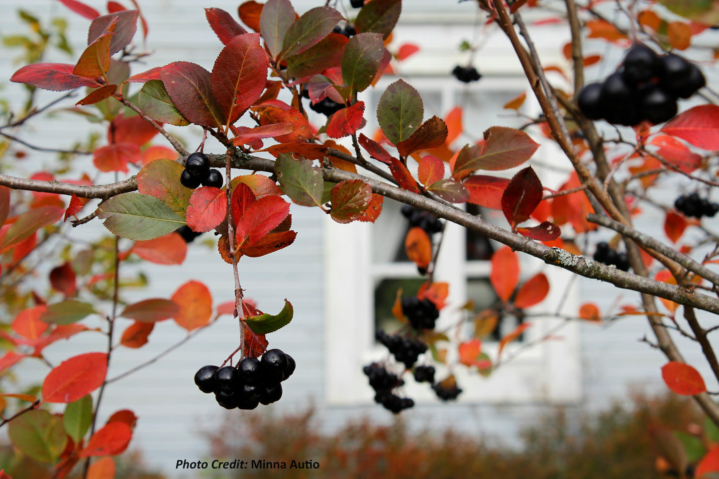 Black Chokeberry