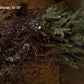 Fraser Fir