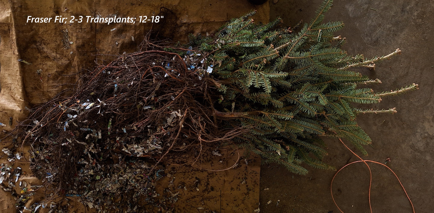 Fraser Fir