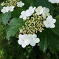 Highbush Cranberry