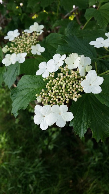 Highbush Cranberry