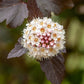 Common Ninebark