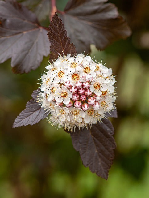 Common Ninebark