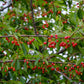 Pin Cherry