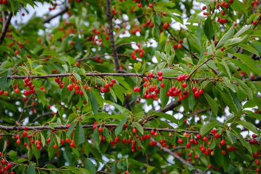 Pin Cherry