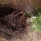 Red Pine