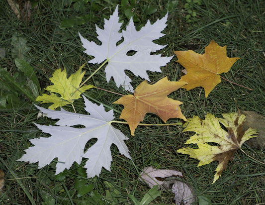 Silver Maple