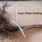 Sugar Maple