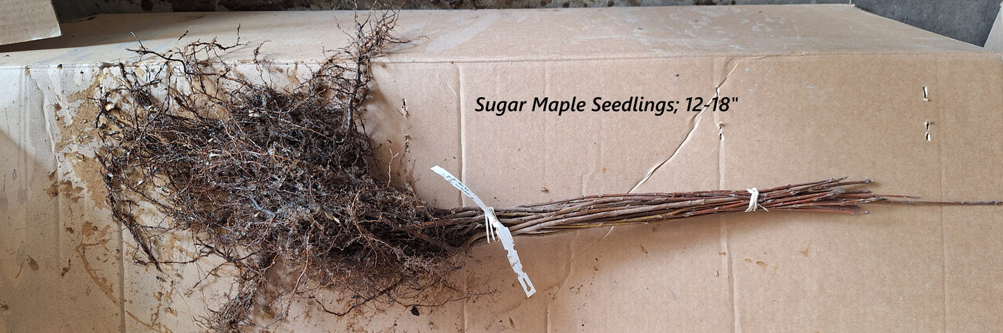 Sugar Maple