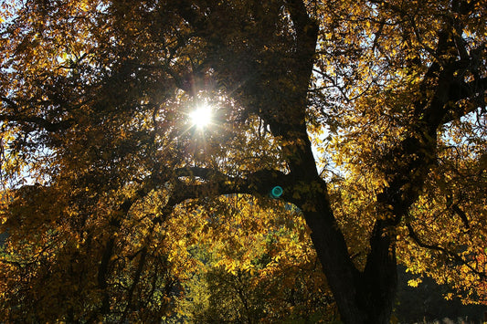 Black Walnut