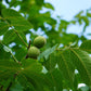 Black Walnut