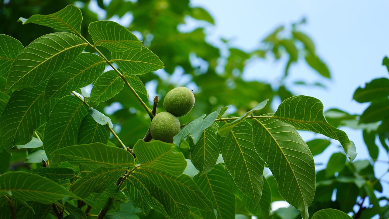 Black Walnut