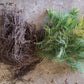 White Pine