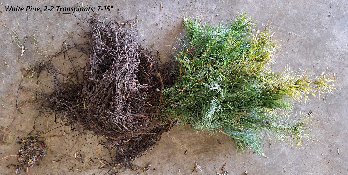 White Pine