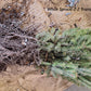 White Spruce