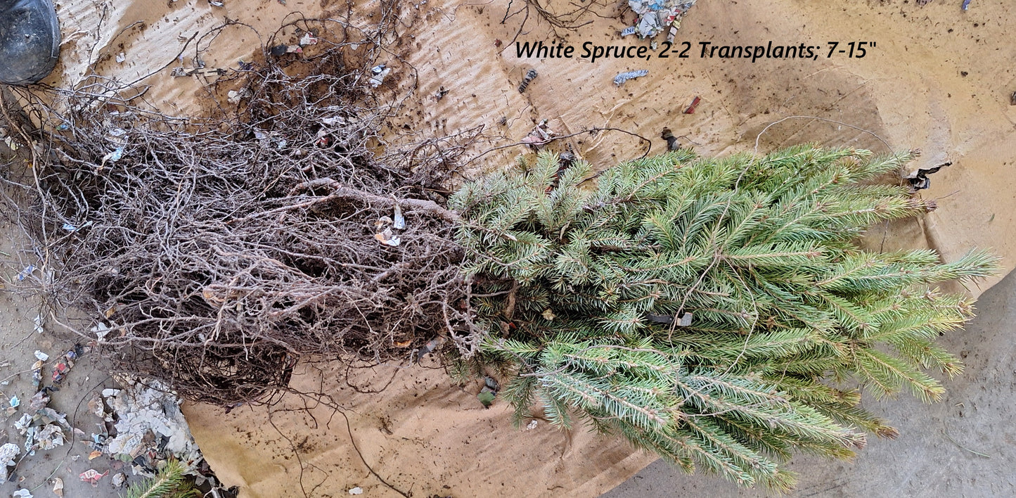 White Spruce