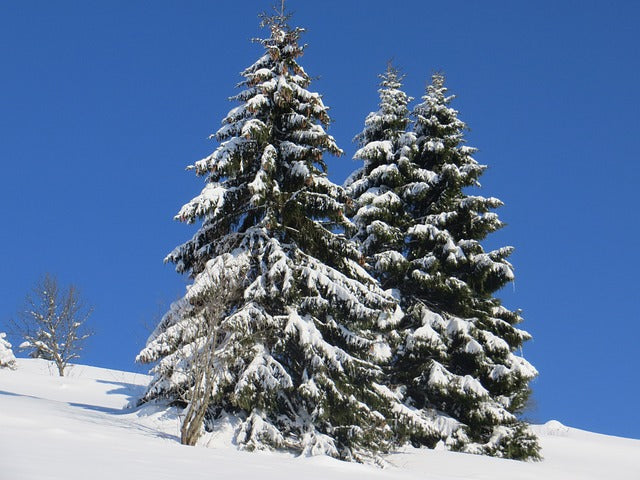 Fraser Fir