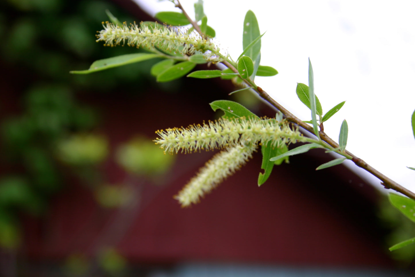 Black Willow