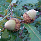 Bur Oak